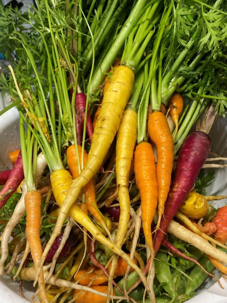 The St. Justin School Gardens carrots are ready to eat.  These were planted earlier this spring by our students.